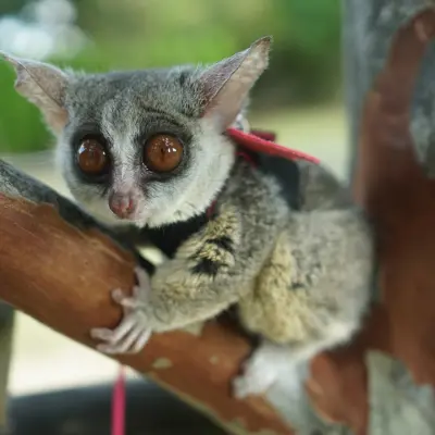 エキゾチックアニマル