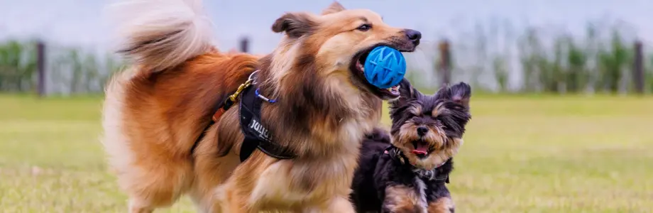 海外ペット業者