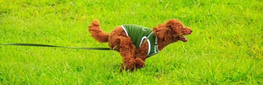 ドッグラン向け