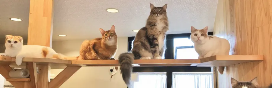 アニマルカフェ