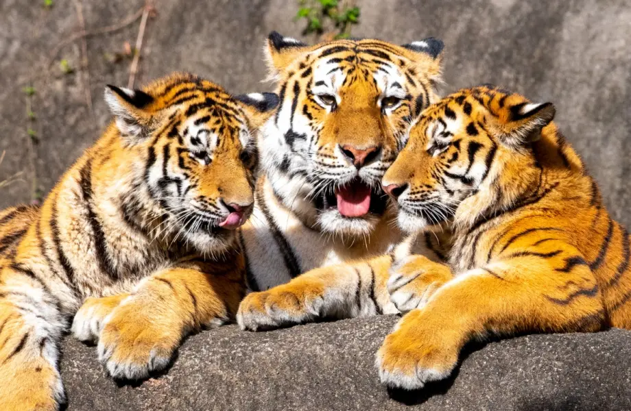 全動物対応ポートフォリオ