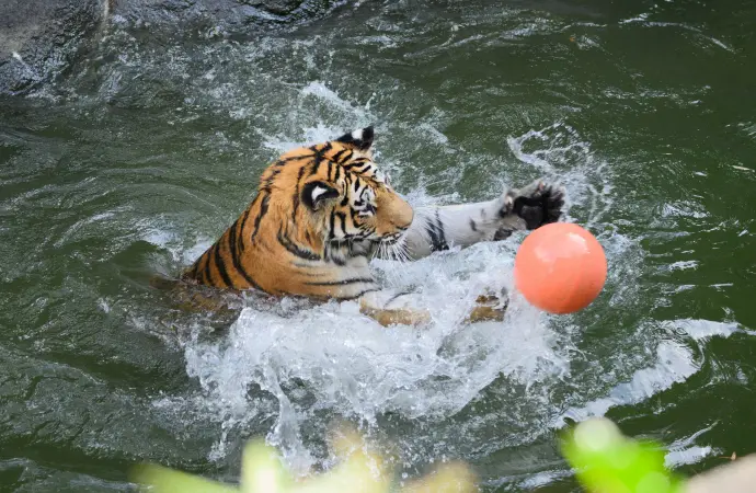 特殊・専門事業